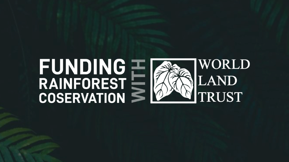 Fundraising for the rainforest